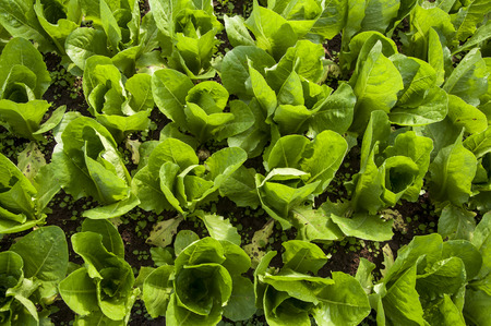 vegetable gardenの写真素材
