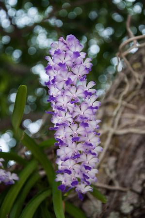 purple orchid flowerの写真素材