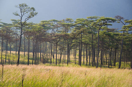 Pine forest at Phusoidao mountain in Thailandの写真素材
