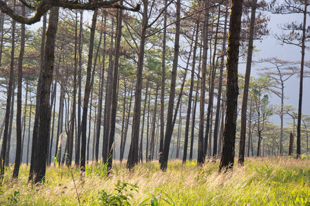 Pine forest at Phusoidao mountain in Thailand