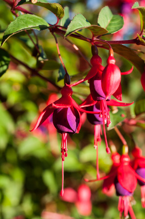 Fuchsia or Onagraceae Salvia Splendens Scarlet Sage.の写真素材