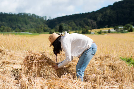 woman cutting rice in the fieldsの写真素材