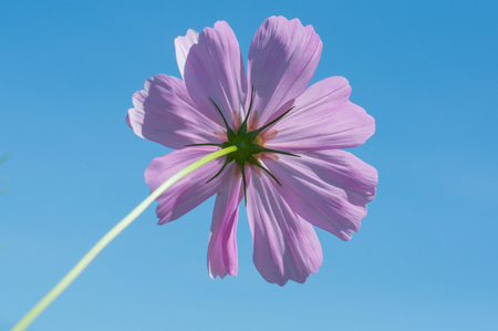 close up sulfur Cosmos Flower,flowerの写真素材