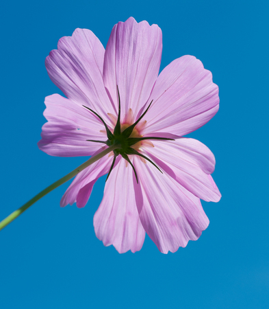 close up sulfur Cosmos Flower,flowerの写真素材