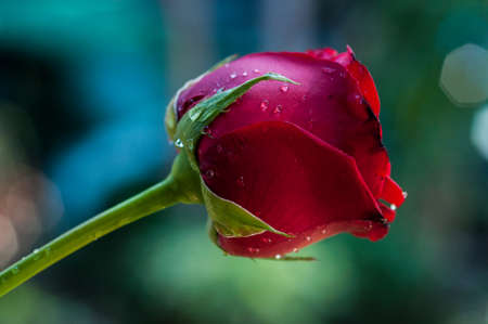 close up beautiful red roseの写真素材