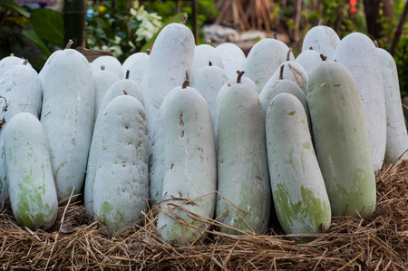winter melon (Benincasa hispida)の写真素材