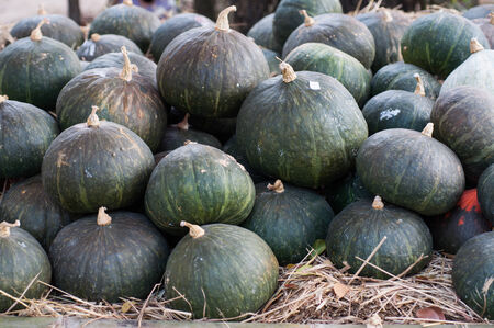 Pumpkin Stalksの写真素材