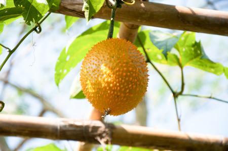 Gac fruit, Baby Jackfruit, Spiny Bitter Gourd, Sweet Grourd or Cochinchin Gourdの写真素材