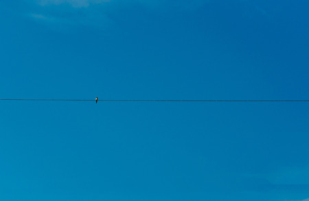 little bird in skyの写真素材