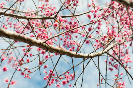 close up of wild himalayan cherryの写真素材
