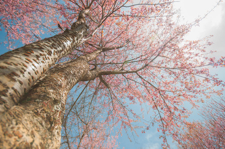 close up of wild himalayan cherry