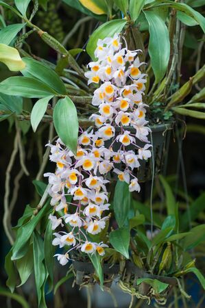 close up of beautiful  orchidsの写真素材