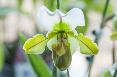 Paphiopedilum orchidの写真素材