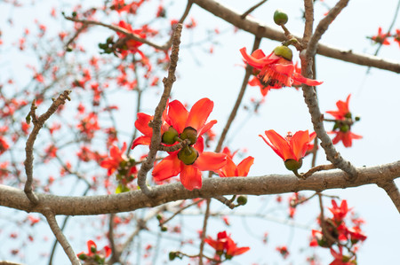 close up of Silk Cotton Flowerの写真素材