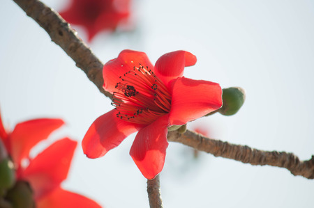 close up of Silk Cotton Flowerの写真素材