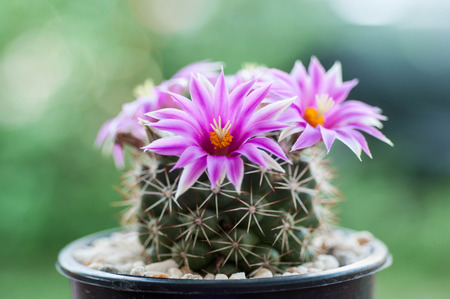 close up of cactus flowerの写真素材