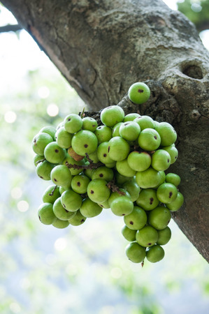 Common figの写真素材