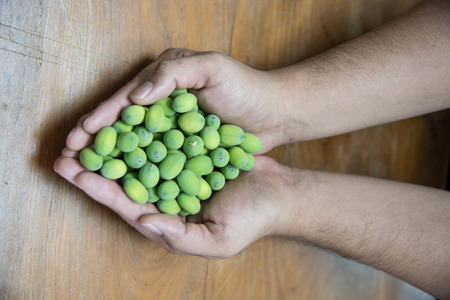 Green lotus seeds on handsの写真素材