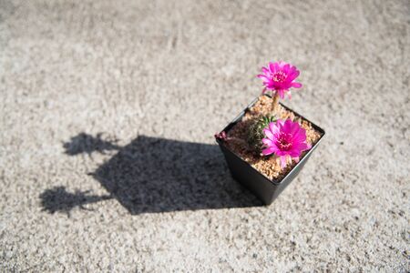 cactus flowerLobiviaの写真素材