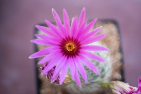 cactusmammillaria guelzowianaの写真素材