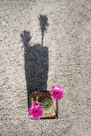 cactus flowerLobiviaの写真素材