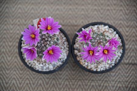 close up of cactus flower,Mammillaria schumanniiの写真素材