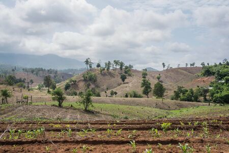 Deforestation on the mountain for agricultural at Tak province in Thailand.の写真素材