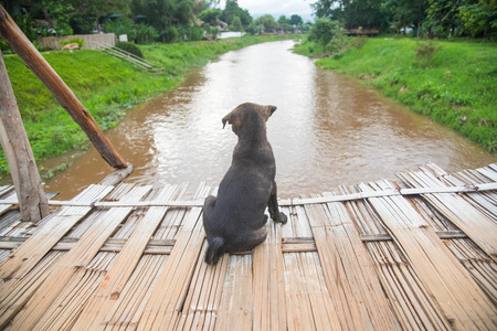 black dog sitting on bamboo bridge and looking at the riverの写真素材