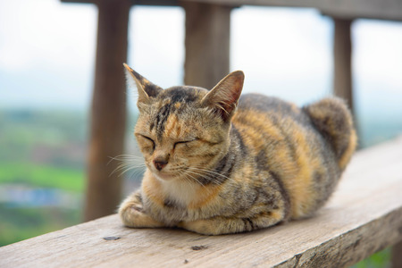Cat sleeping on a wooden chair and mountain backgroundの写真素材