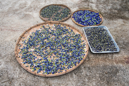Blue Butterfly Pea Flowers dry for Herbal Shampooの写真素材