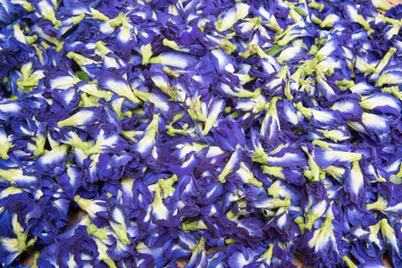 Blue Butterfly Pea Flowers dry for Herbal Shampooの写真素材