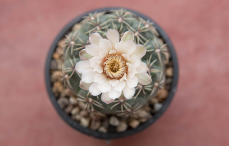 cactus flowerの写真素材