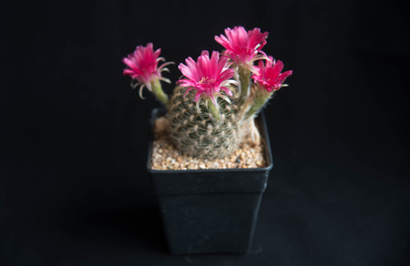 cactus flower,Lobiviaの写真素材