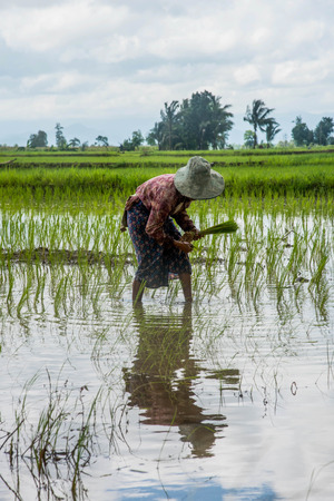 female farmers planting rice by hands in Thailandの写真素材