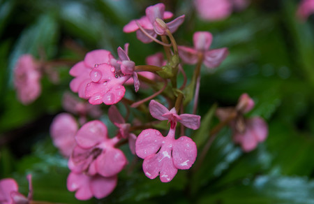 The Pink-Lipped Habenaria Pink Snap Dragon Flower found in tropical rainforests at "Man dang" waterfall in Phu hin rong kra  national park,Phitsanulok province,Thailandの写真素材