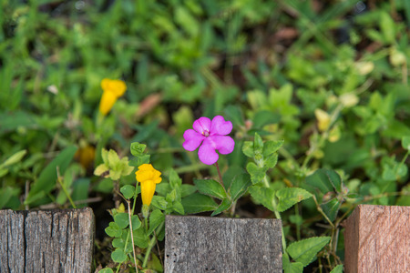 little flower blooming between Wood bridge ,background