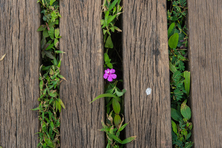 little flower blooming between Wood bridge ,backgroundの写真素材