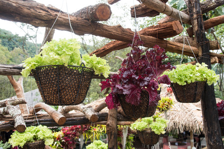 Fresh organic vegetables growing in basketの写真素材