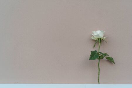 white Roseの写真素材