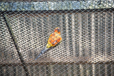Parrot in a cage