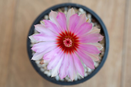 pink cactus flower,Astrophytumの写真素材