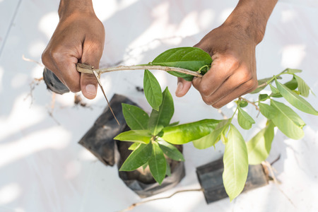 Man hand are destroying saplings concept destruction of natural resources and the environment.の写真素材