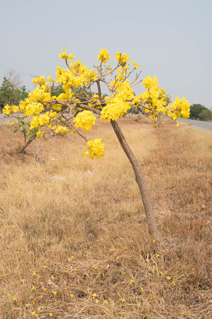 Silver trumpet tree, Tree of gold,Paraguayan silver trumpet treeの写真素材