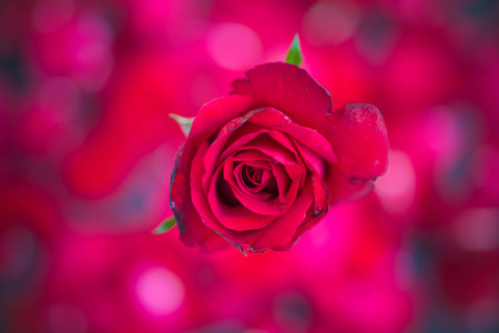 Red roses on red bokeh background,Retro vintage ,Valentines Day