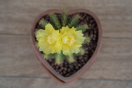 cactus flower
