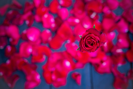 Red roses on wood background,Retro vintage ,Valentines Day