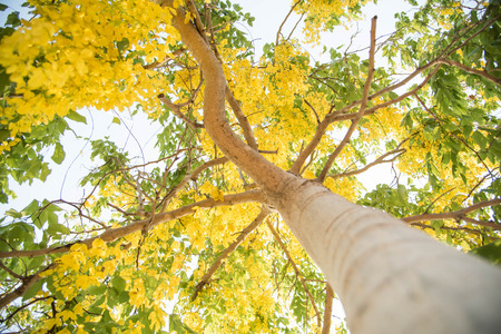 Cassia fistula flower,Golden showerの写真素材