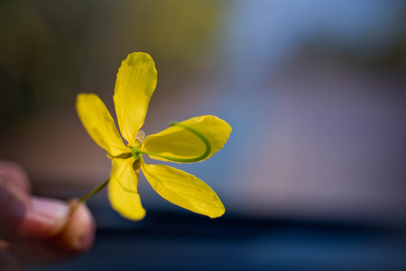 Close up of Cassia fistula flower,Golden showerの写真素材