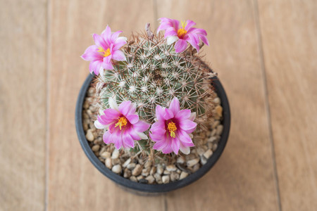 Mammillariacactus flower in clay potの写真素材