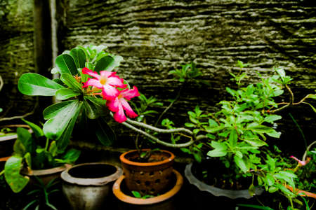 Small Magenta Pink Thai Desert Rose in Flowerpot Terracotta in Home Garden Backyardの写真素材
